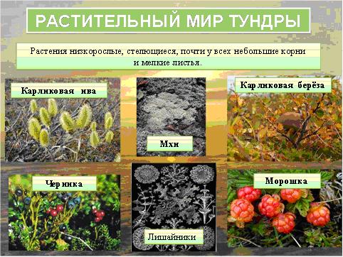 Многолетние растения (многолетники)