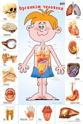 Макет внутреннего строения человеческого тела